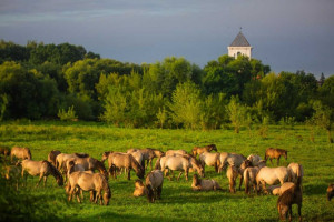 Lielupes palienes pļavas pretendē uz titulu “Zemgales zelta dukāts” 2024